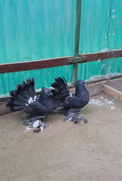 Pereche2016.Dnu.MOSCU.Loc.LIESTI.Jud.GALATI - 8___-PERSOANE CU CARE AM COLABORAT- VANZARI