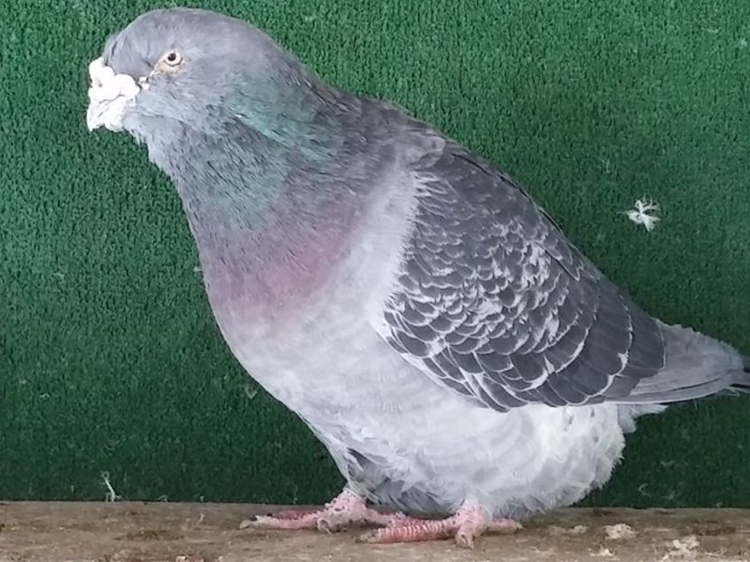  - Porumbei standard vanduti