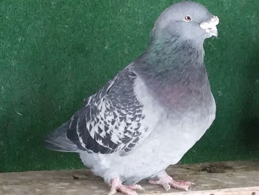  - Porumbei standard vanduti