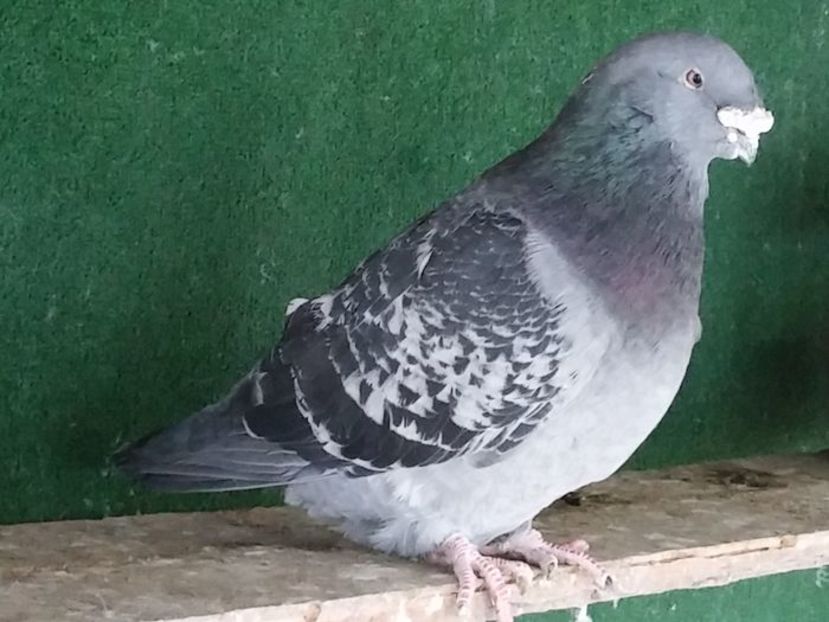  - Porumbei standard vanduti