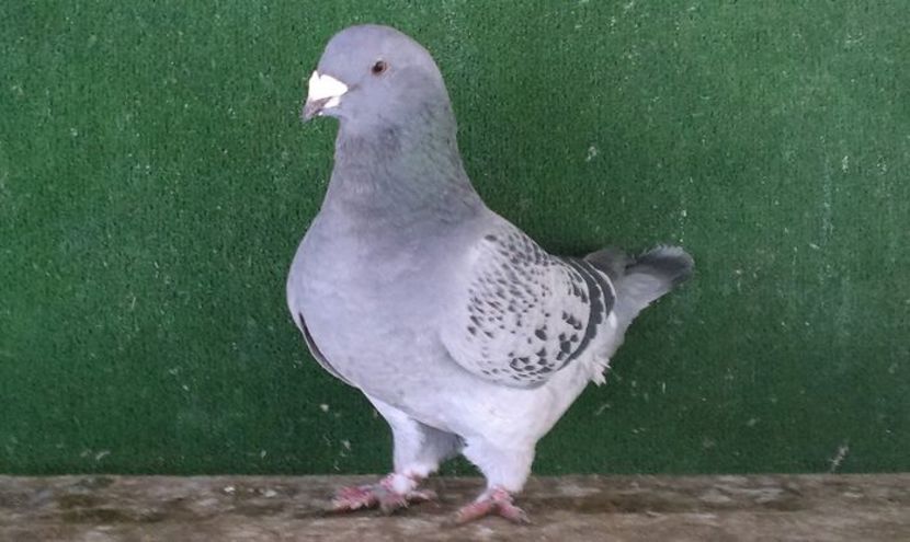  - Porumbei standard vanduti