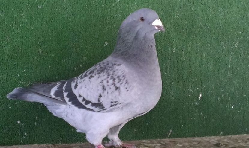  - Porumbei standard vanduti
