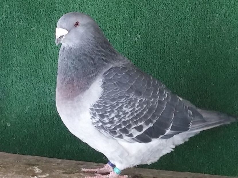  - Porumbei standard vanduti