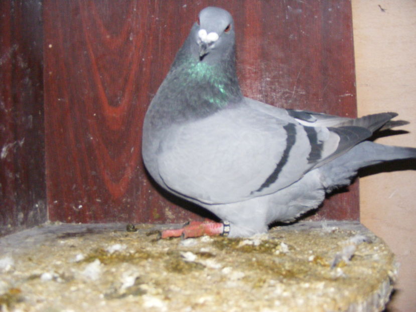 F 2016 vinduta noi.2016 - PORUMBEI VINDUTI