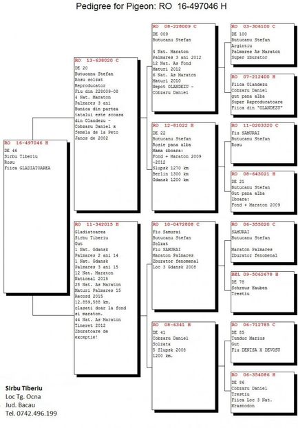PEDEGREE F-SARBU TIBERIU - 497046-2016F-SARBU TIBERIU