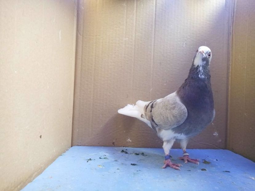 15171149_369890730017265_8714688871279310063_n (1)