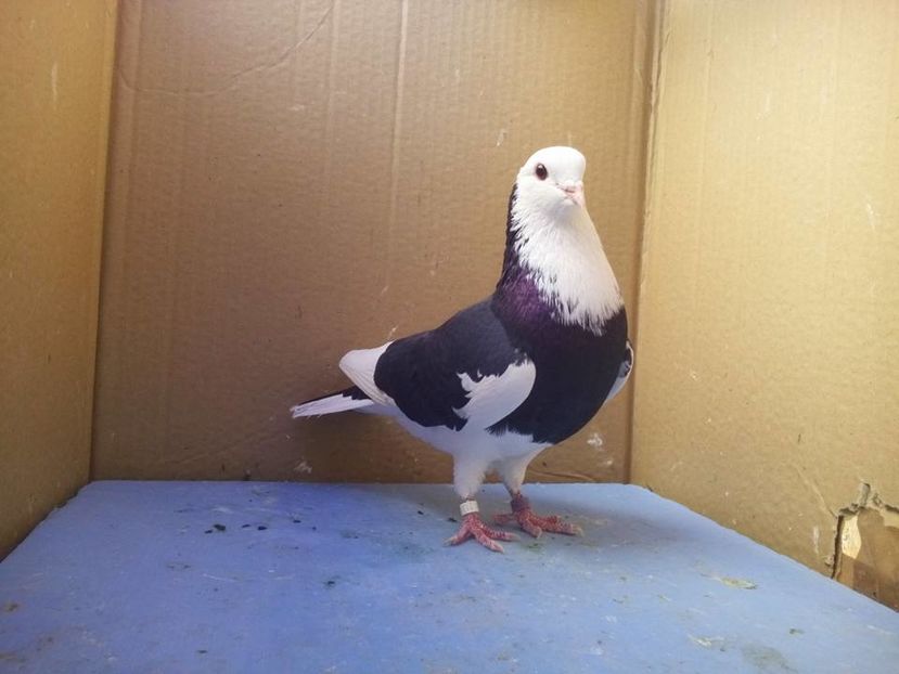 15171225_369782146694790_2639686550435872523_n