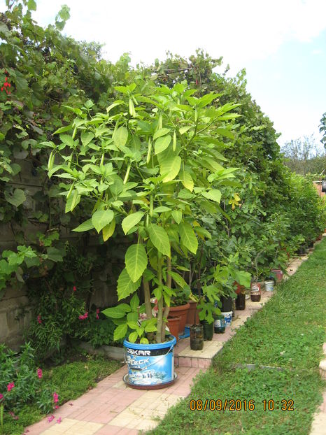 Picture 7183 - 3 BRUGMANSIA