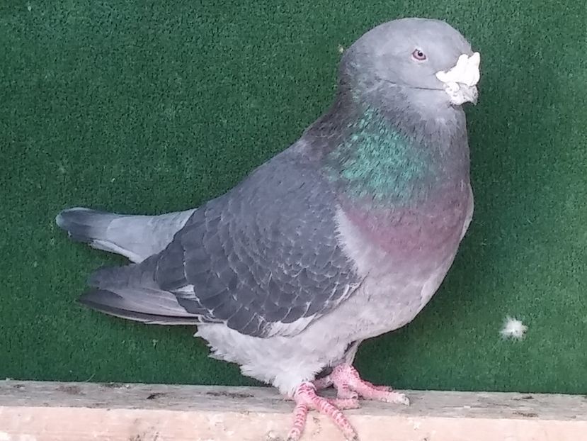  - Porumbei standard vanduti