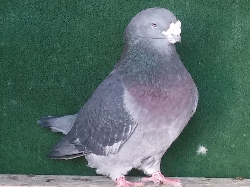  - Porumbei standard vanduti