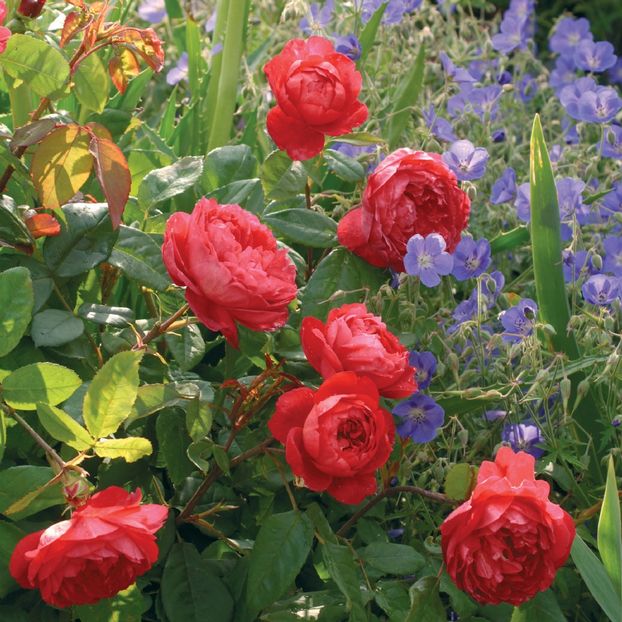 Trandafir tufa DA Benjamin Britten  - Copy - TRANDAFIRI ENGLEZESTI - David Austin
