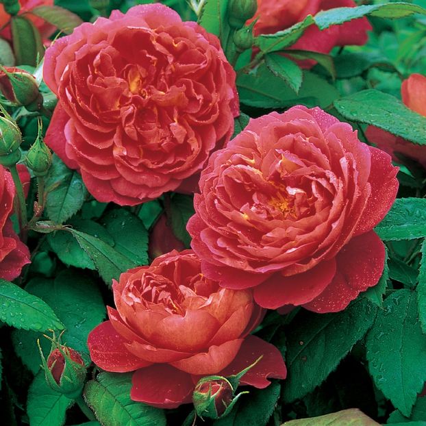 Trandafir tufa DA Benjamin Britten - Copy - TRANDAFIRI ENGLEZESTI - David Austin