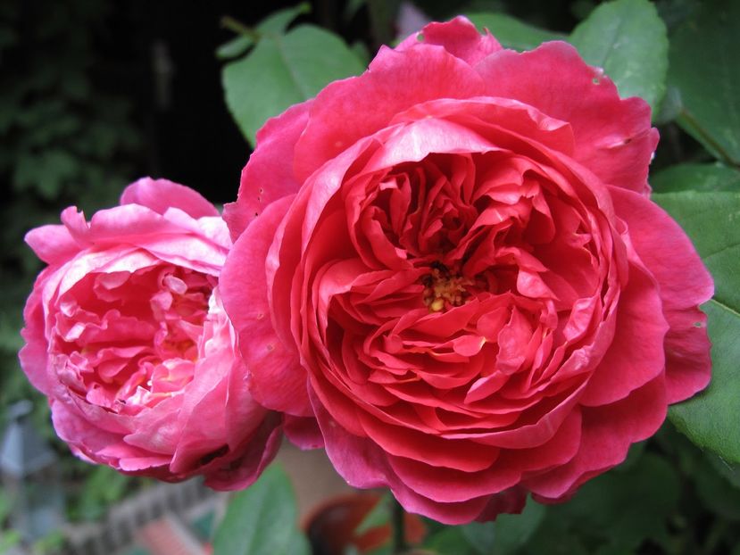 Trandafir tufa DA Benjamin Britten 0 - Copy - TRANDAFIRI ENGLEZESTI - David Austin
