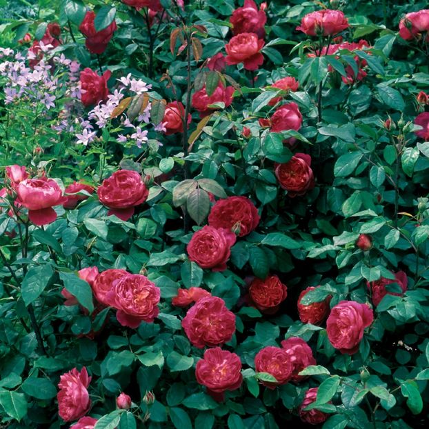 Trandafir tufa DA Benjamin Britten0 - Copy - TRANDAFIRI ENGLEZESTI - David Austin