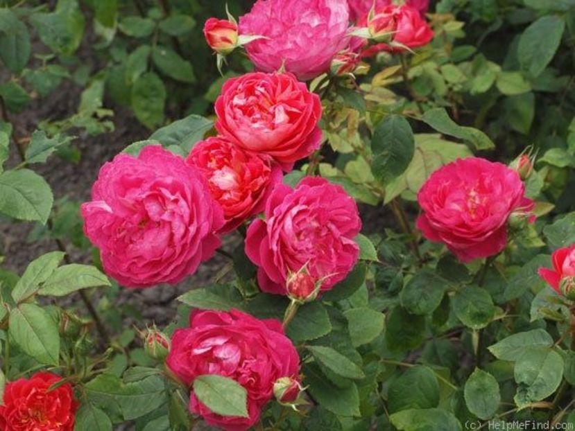 Trandafir tufa DA Benjamin Britten1 - Copy - TRANDAFIRI ENGLEZESTI - David Austin