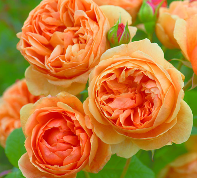 Trandafir tufa DA Carolyne Knight - Copy - TRANDAFIRI ENGLEZESTI - David Austin