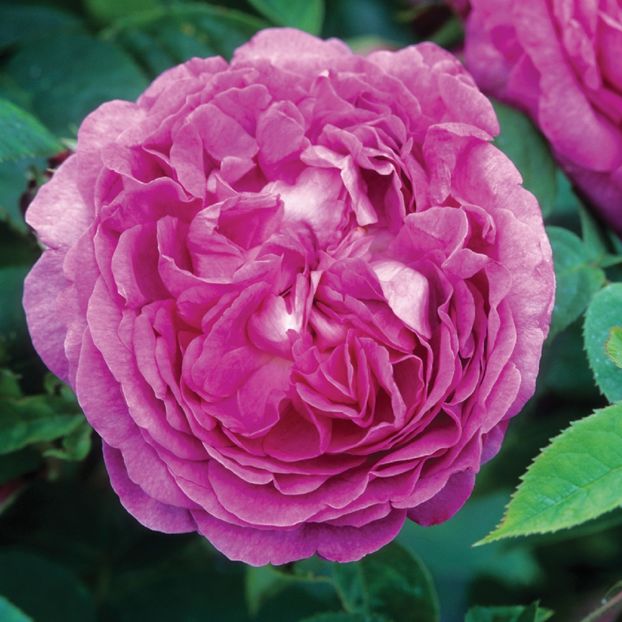 Trandafir tufa DA Reine des Violettes - Copy