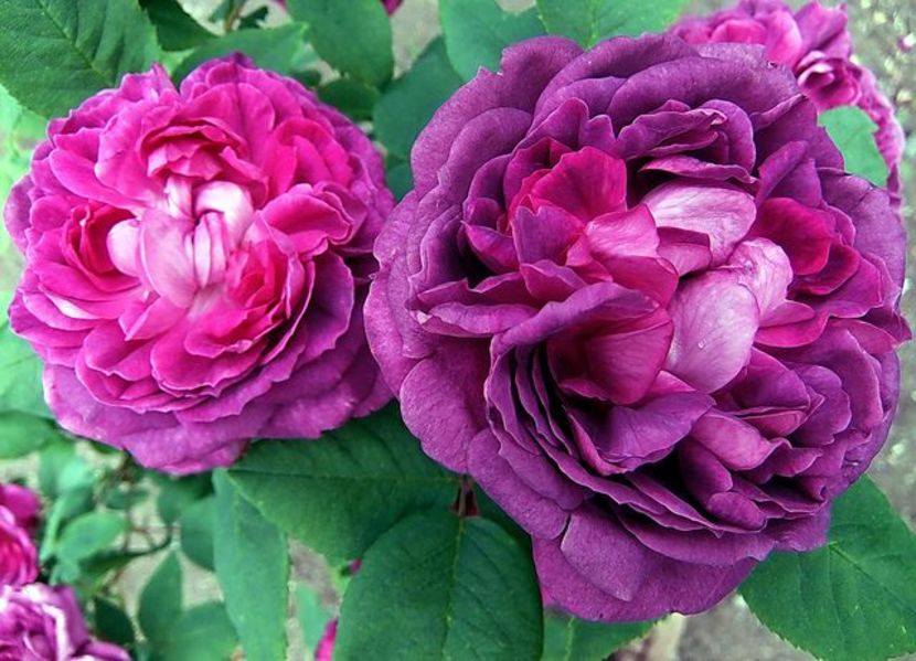 Trandafir tufa DA Reine des Violettes1 - Copy