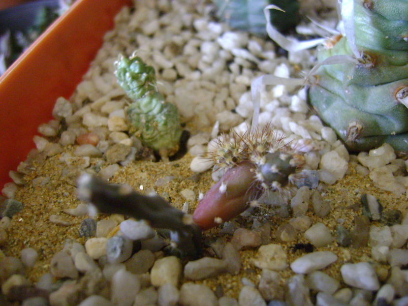 Cumulopuntia rossiana & Opuntia salmiana