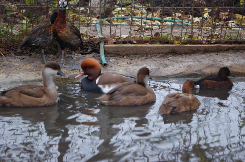 ; pereche matura si pereche tineret
