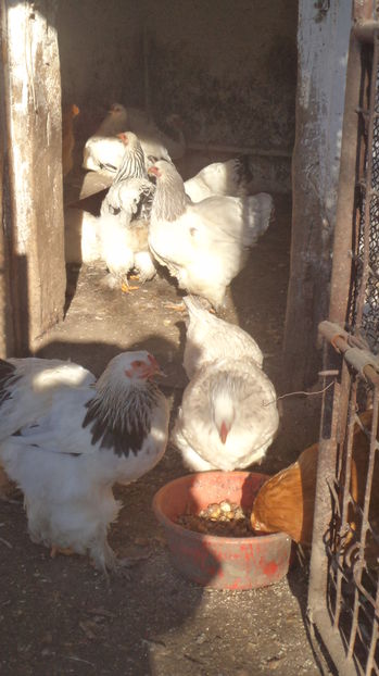  - Gainile mele brahme si orpinton 2016