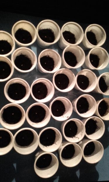 plantare 19.11.16 - seminte hibii moorea 2