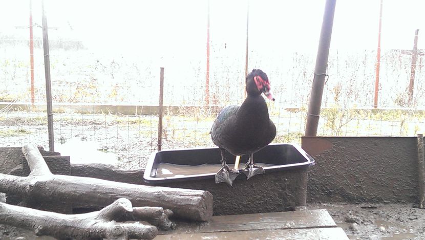 ratoi 100% 2000robert