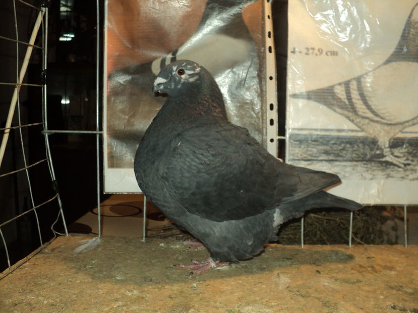 RO 16-DONATIE-AndreiB