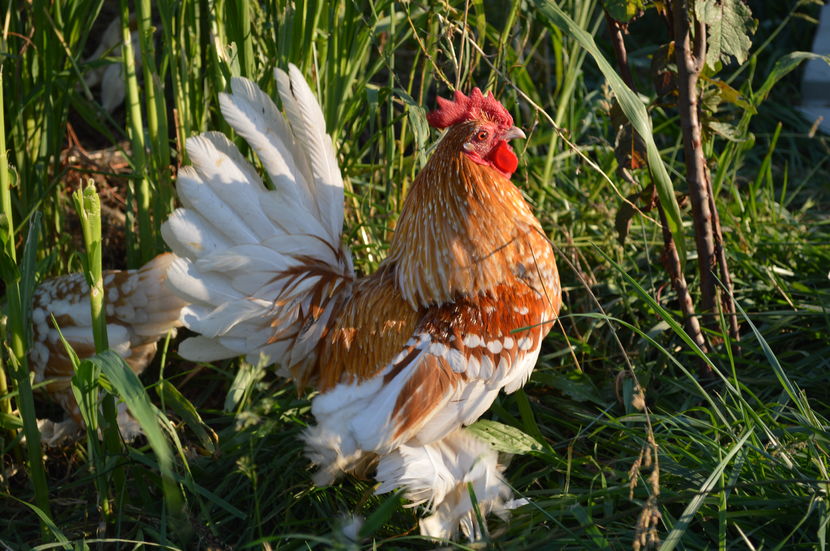 mii de flori - b Mii de flori galben bobat cu alb