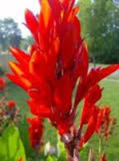 canna flamme