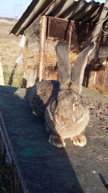 5.8 kg din aprilie urechi peste 20 cm - Femela urias gri german  ro 131 aprilie 2016