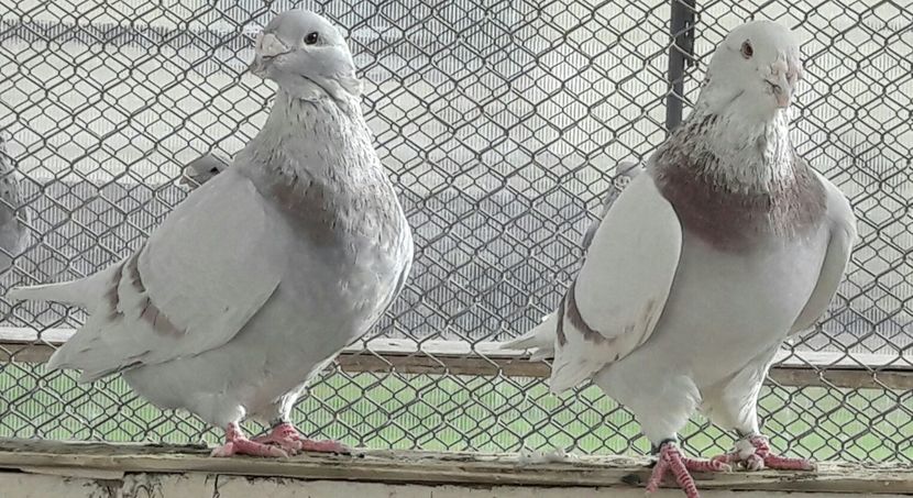 Pereche M 2013 si F 2014