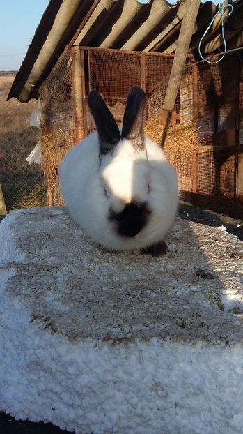 4.8 kg - Mascul californian ro 09 2016  campion national