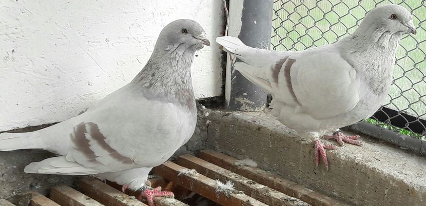 Si noi ca Fetele F 2015