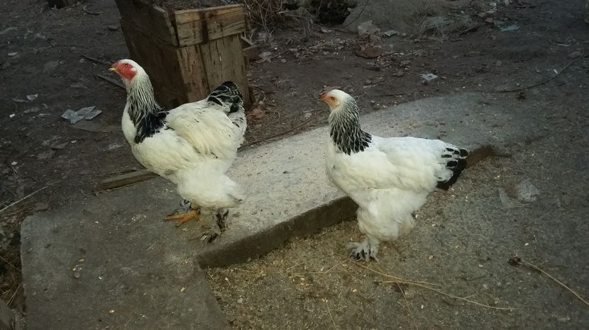  - Pui brahma herminat deschis 2016