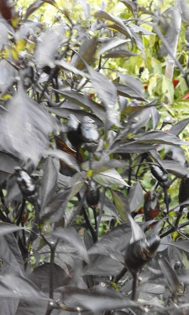ROYAL BLACK - SEMINTE ARDEI IUTE CHILI