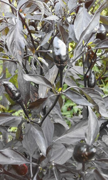 ROYAL BLACK - SEMINTE ARDEI IUTE CHILI