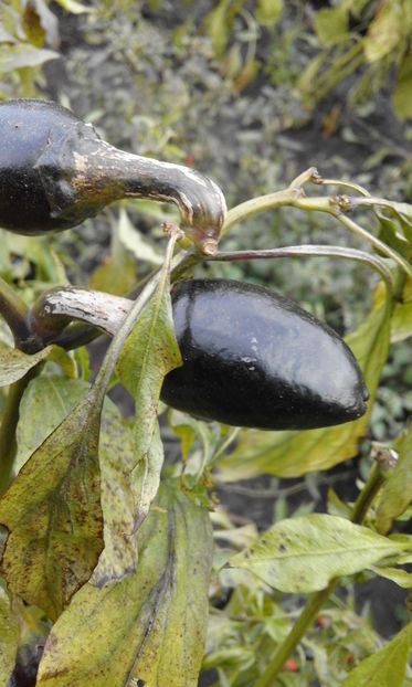 PURPLE YALAPENO - SEMINTE ARDEI IUTE CHILI