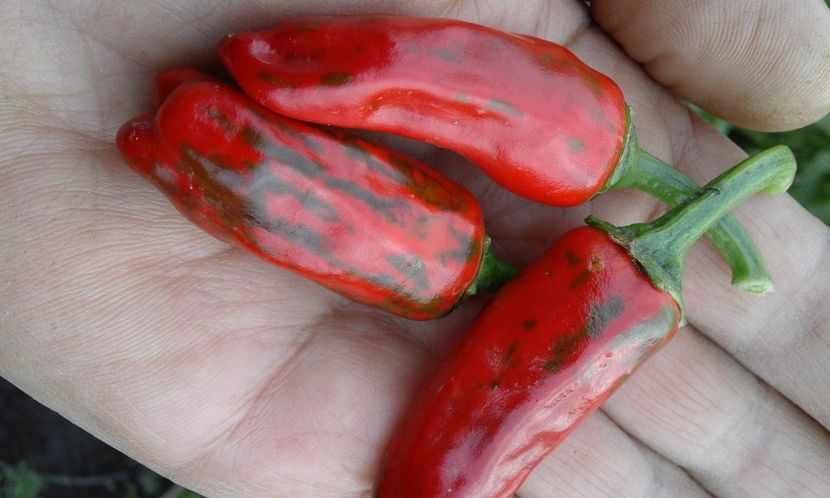 VARIEGATA - SEMINTE ARDEI IUTE CHILI