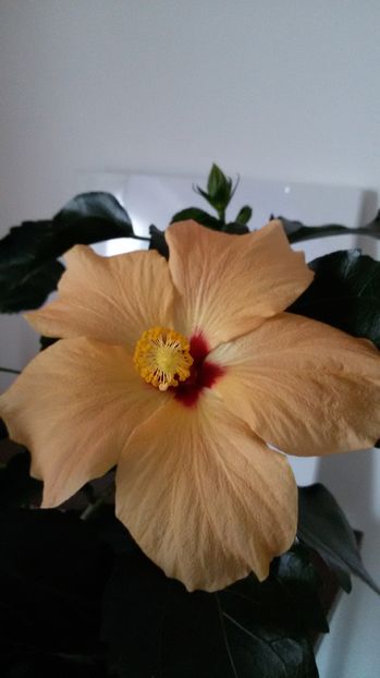  - 1 Hibiscus