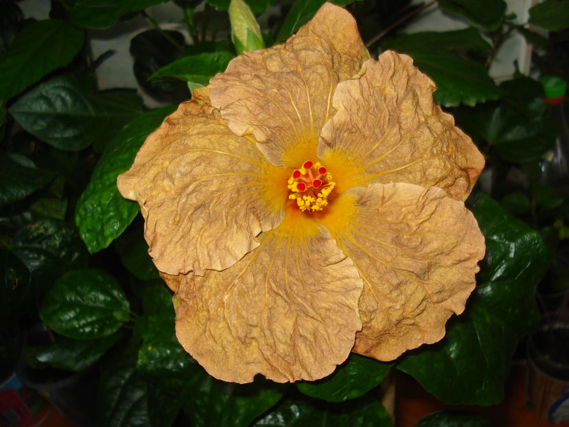  - Hibiscus Topaz Glory