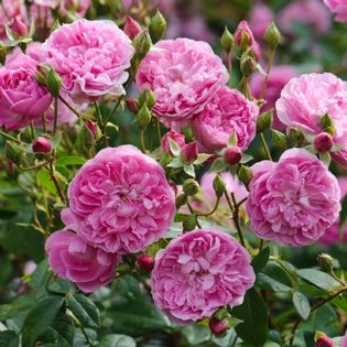 harlow carr 125