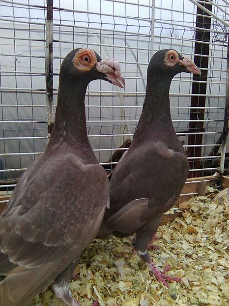 pereche 2016 - carieri de vanzare ianuarie 2017