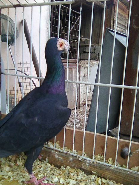 Photo0132 - carieri de vanzare ianuarie 2017