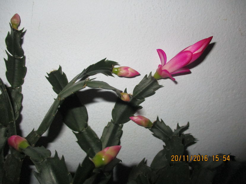  - Florile mele noiembrie 2016