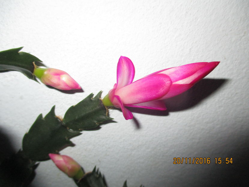  - Florile mele noiembrie 2016