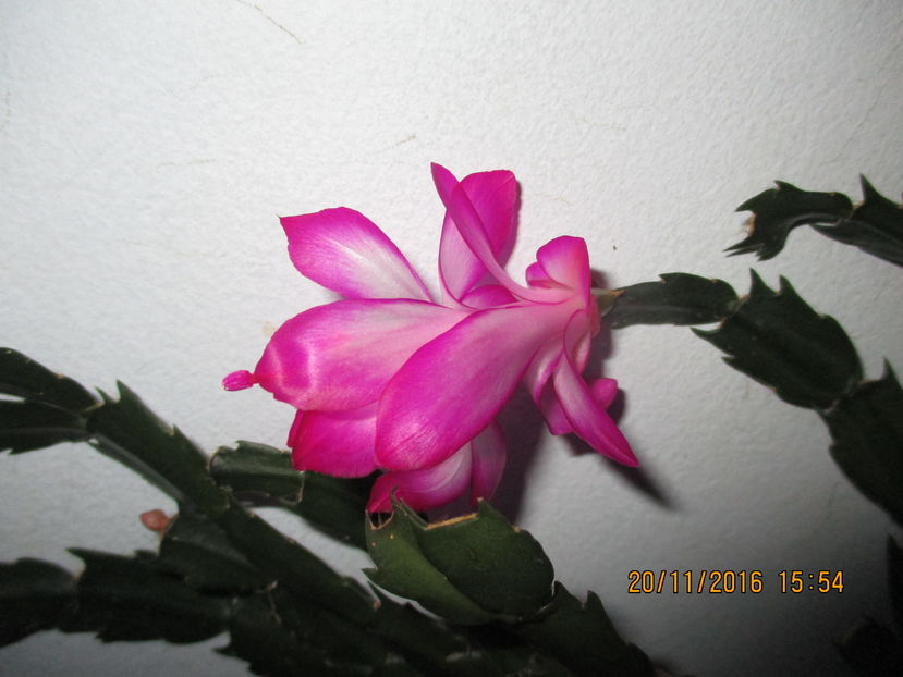  - Florile mele noiembrie 2016