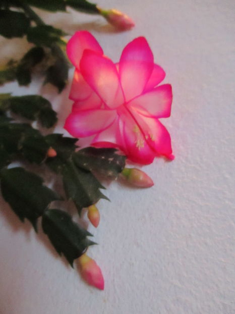  - Florile mele noiembrie 2016