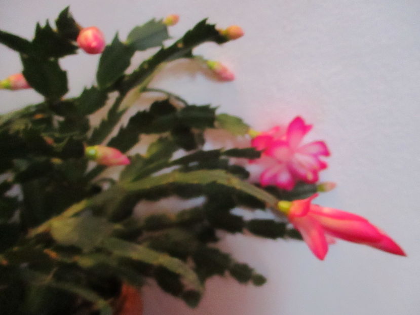  - Florile mele noiembrie 2016