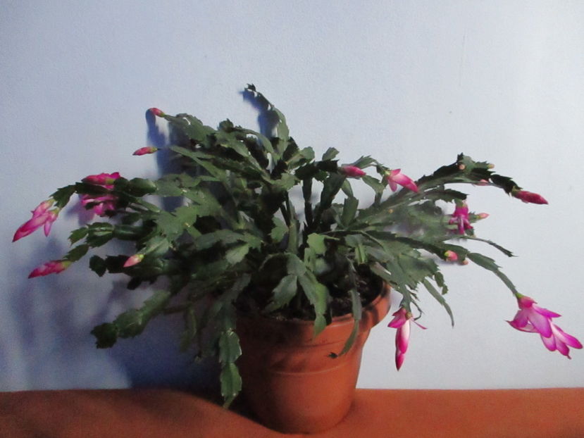  - Florile mele noiembrie 2016